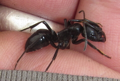 Streblognathus peetersi