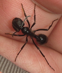 Streblognathus peetersi