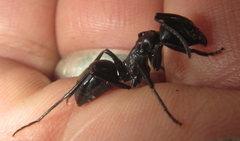 Streblognathus peetersi