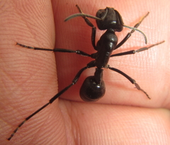 Streblognathus peetersi