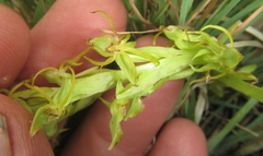 Habenaria lithophila