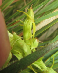Habenaria lithophila