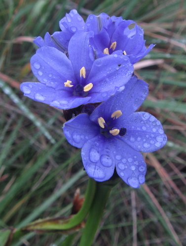 Image of Aristea torulosa by (c) Robert Taylor, some rights reserved (CC BY)