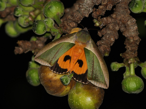 Green Fruit-piercing Moth