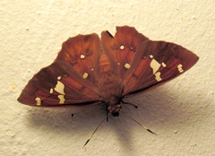 Dyscophellus porcius