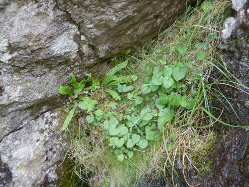 Thalictrum alpinum iNat (1)