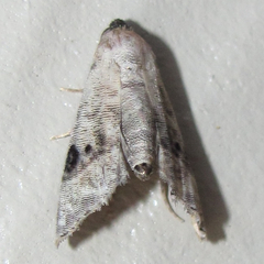 Abablemma brimleyana