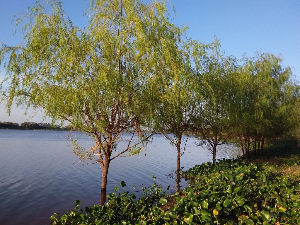 Humboldt's Willow from Laishi, Formosa, Argentina on July 23, 2023 at
