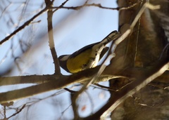 Parus major