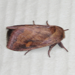 Bellura densa