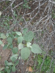 Ambrosia chenopodiifolia