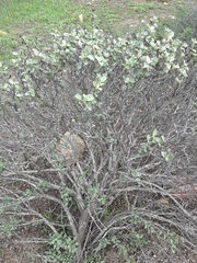 Ambrosia chenopodiifolia