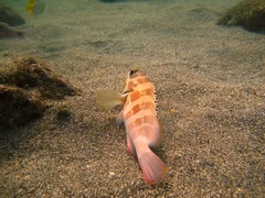 Epinephelus fasciatus