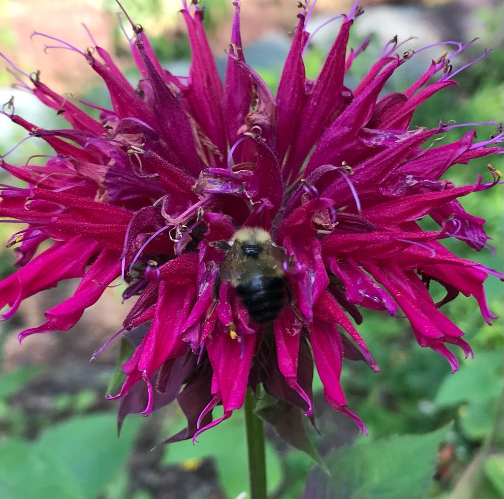 Pyrobombus from Castleton, VT on July 23, 2023 at 1108 AM by flicker32