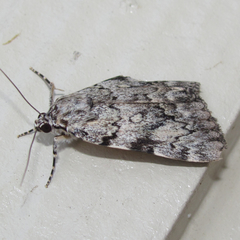 Catocala amica