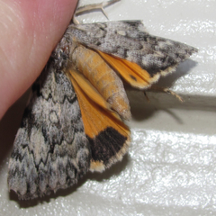 Catocala amica