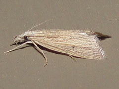 Eoreuma densellus