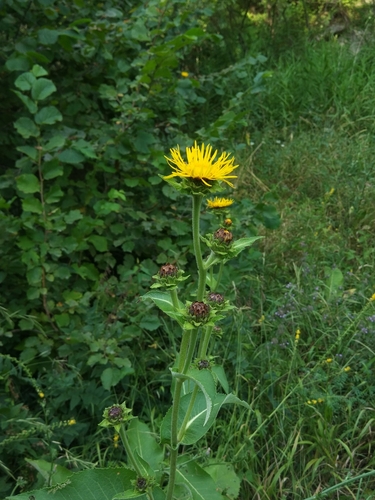 Oman (Inula helenium)