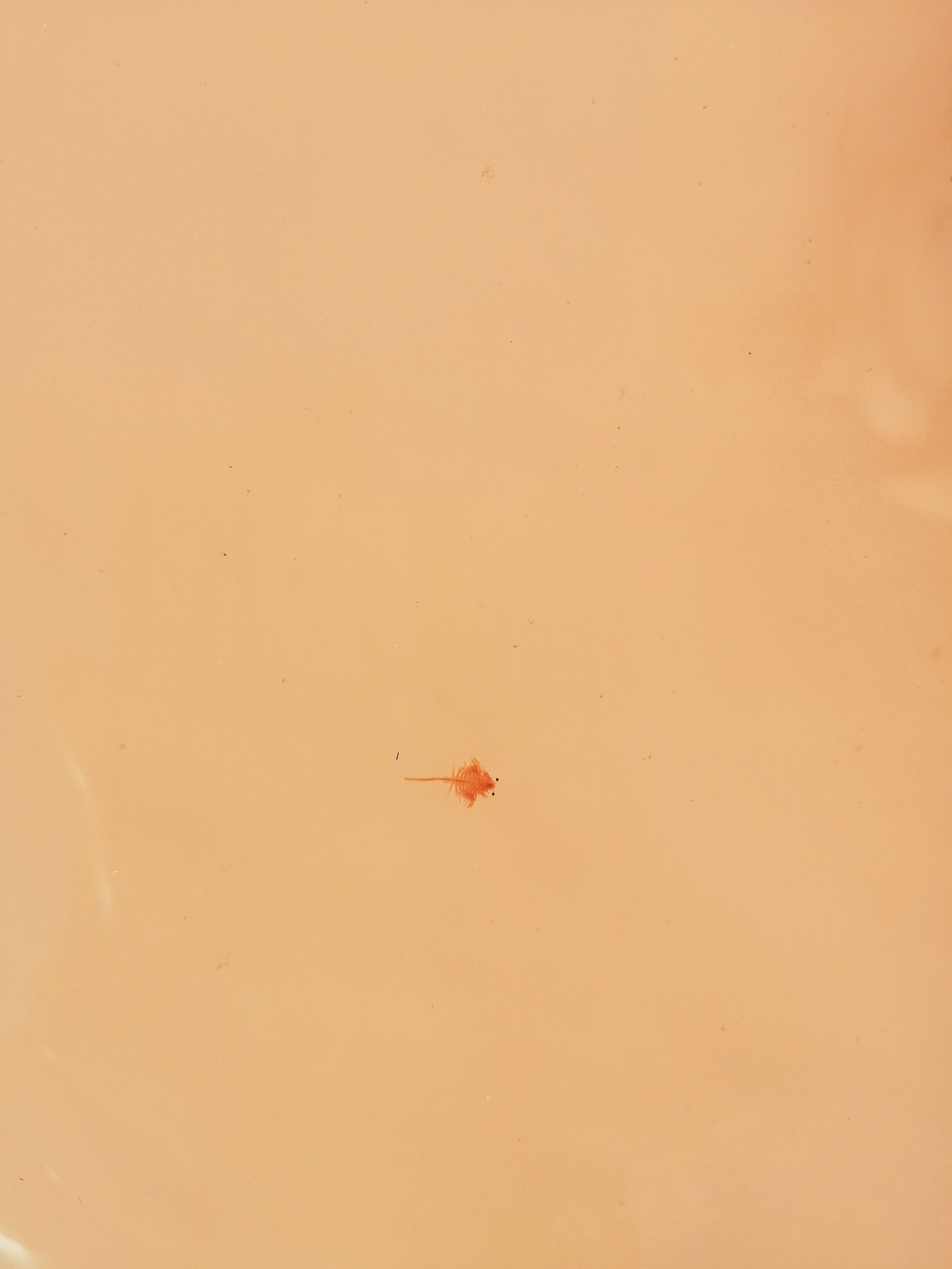 Artemia salina (Linnaeus, 1758)
