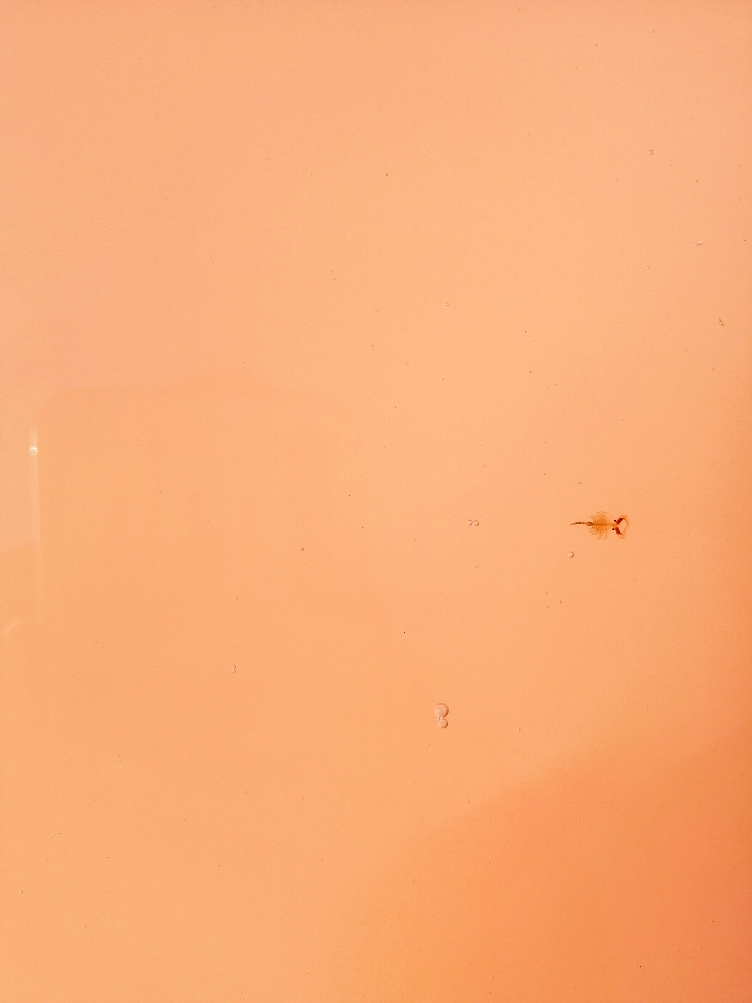 Artemia salina (Linnaeus, 1758)