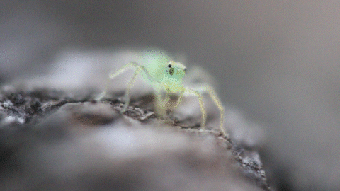 Magnolia Green Jumping Spider
