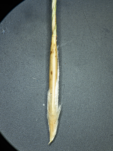 Image of Stipa eriocaulis by (c) rainerburkard, some rights reserved (CC BY)