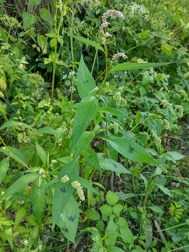 horčiak štiavolistý (Persicaria lapathifolia)