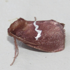 Monoleuca semifascia