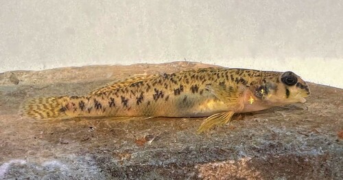 Southern Tessellated Darter