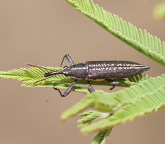 Rhinotia brunnea