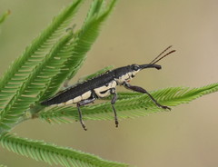 Rhinotia brunnea