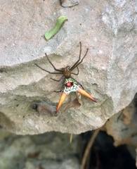 Micrathena militaris