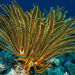 Bushy Feather Stars - Photo (c) erikschlogl, some rights reserved (CC BY-NC-SA)