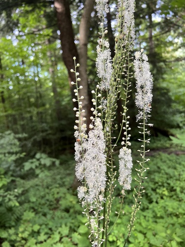 Actaea racemosa