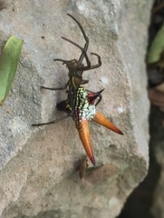 Micrathena militaris