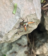 Micrathena militaris