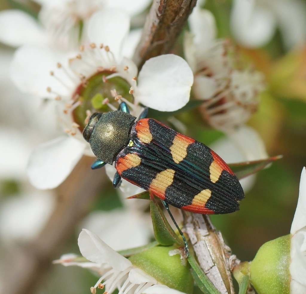 Castiarina