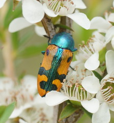 Castiarina scalaris