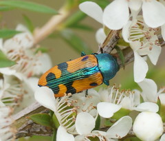 Castiarina scalaris