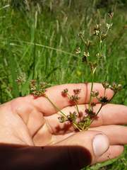 Juncus microcephalus