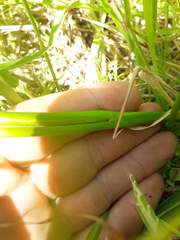 Juncus microcephalus