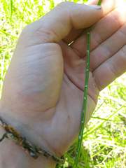 Juncus microcephalus