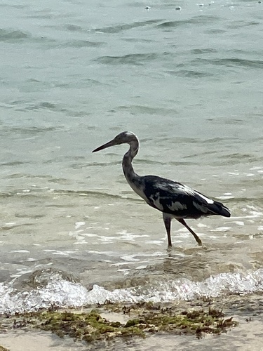 Little Blue Heron photographed in Grenada