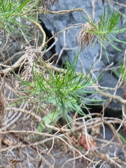 Plantago arborescens subsp. maderensis image