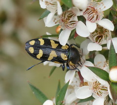 Castiarina octospilota
