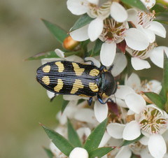 Castiarina octospilota