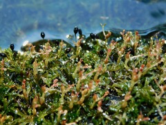 Threadfoot (Podostemum ceratophyllum)