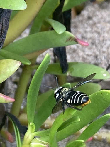 Megachile luctifera photographed in Grenada