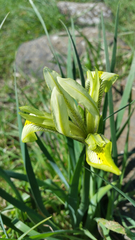 Iris grant-duffii