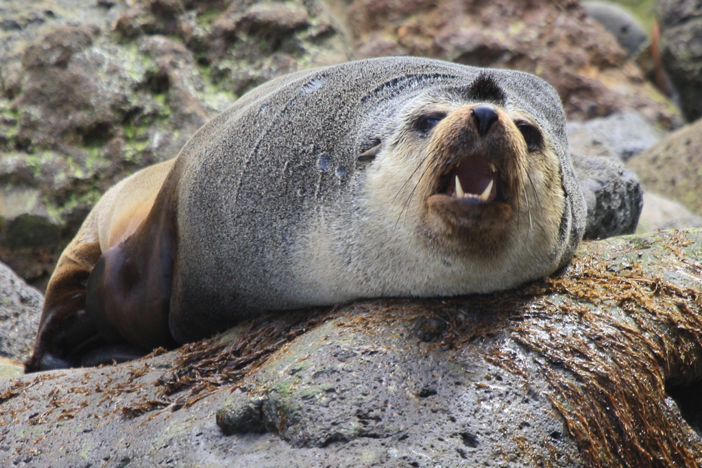 Subantarctic fur seal resting on a rock, mouth open, with a pale face and chest